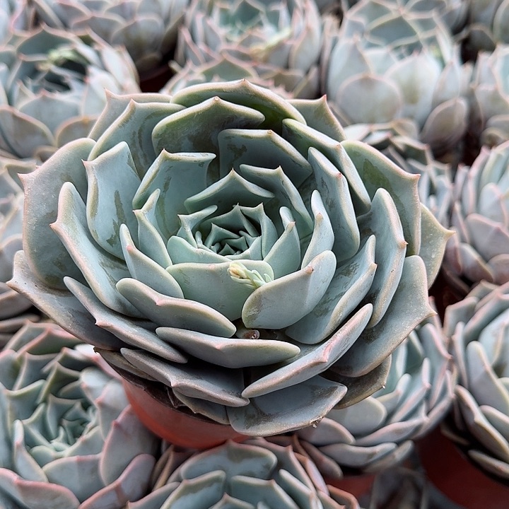 露西那多肉植物精品