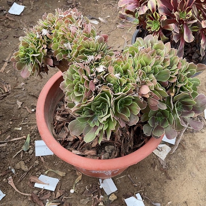 柠檬坠玫瑰玫瑰玫瑰