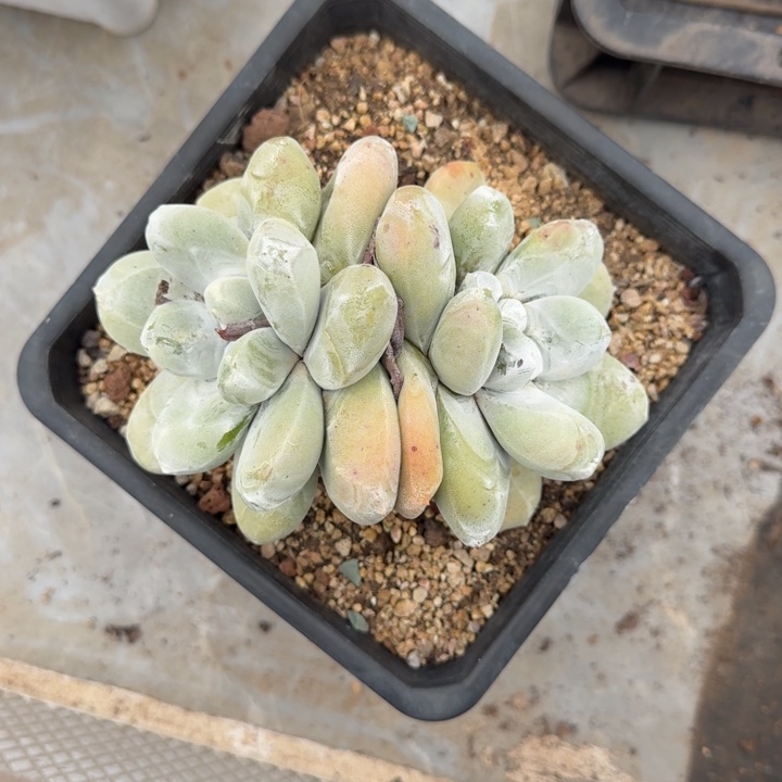 拇指仙女杯 双头  一物一拍