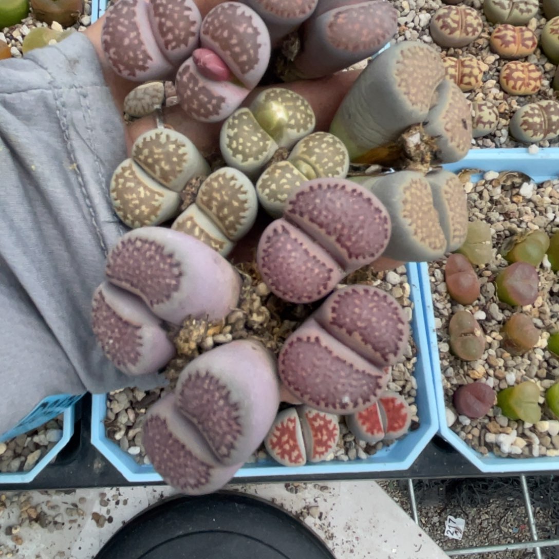 ****气8478双头紫网纹2柠檬网纹2双头紫巴里2柠檬巴里1