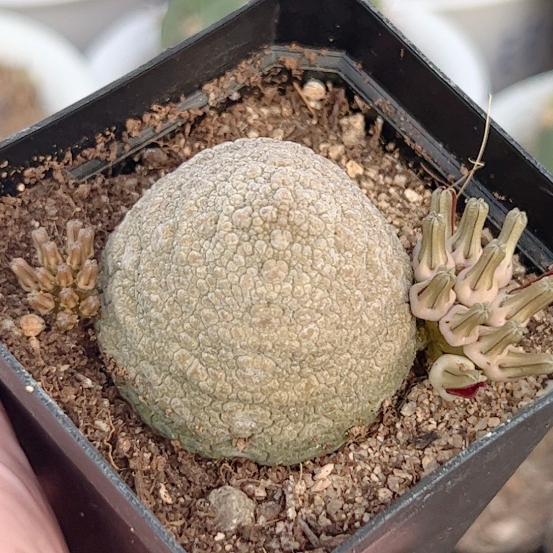 实生 凝蹄玉仙人球