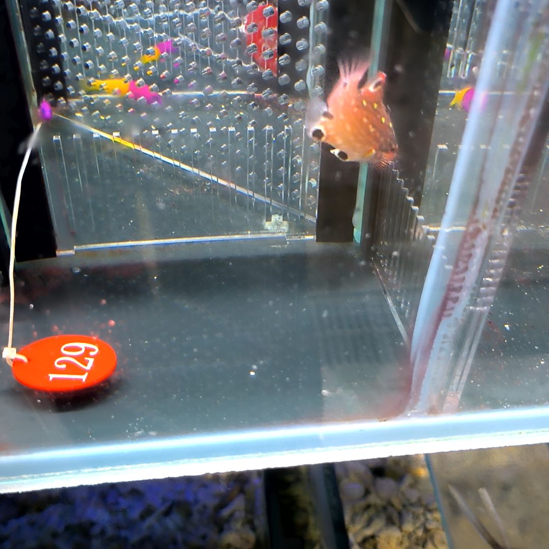 海水鱼七星龙6+/5-50-129