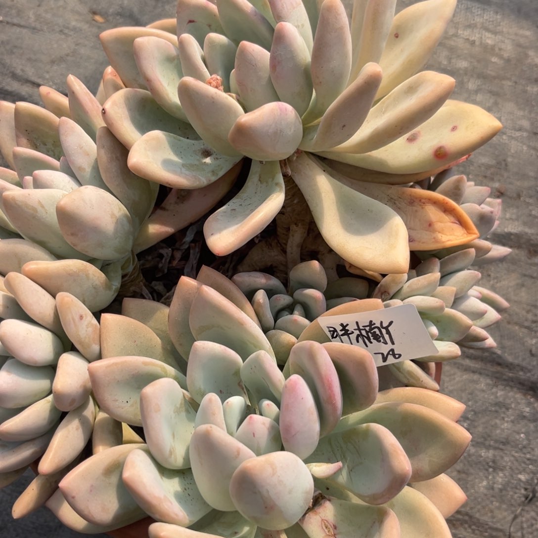 胖*丫奥普多肉植物