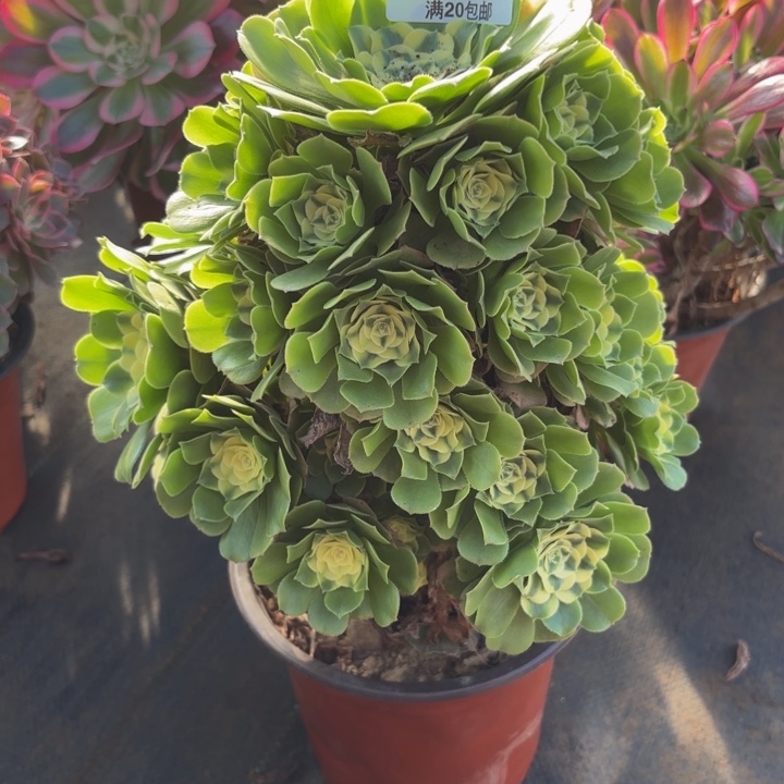 瑞妈，。。。。。298辛尼亚，