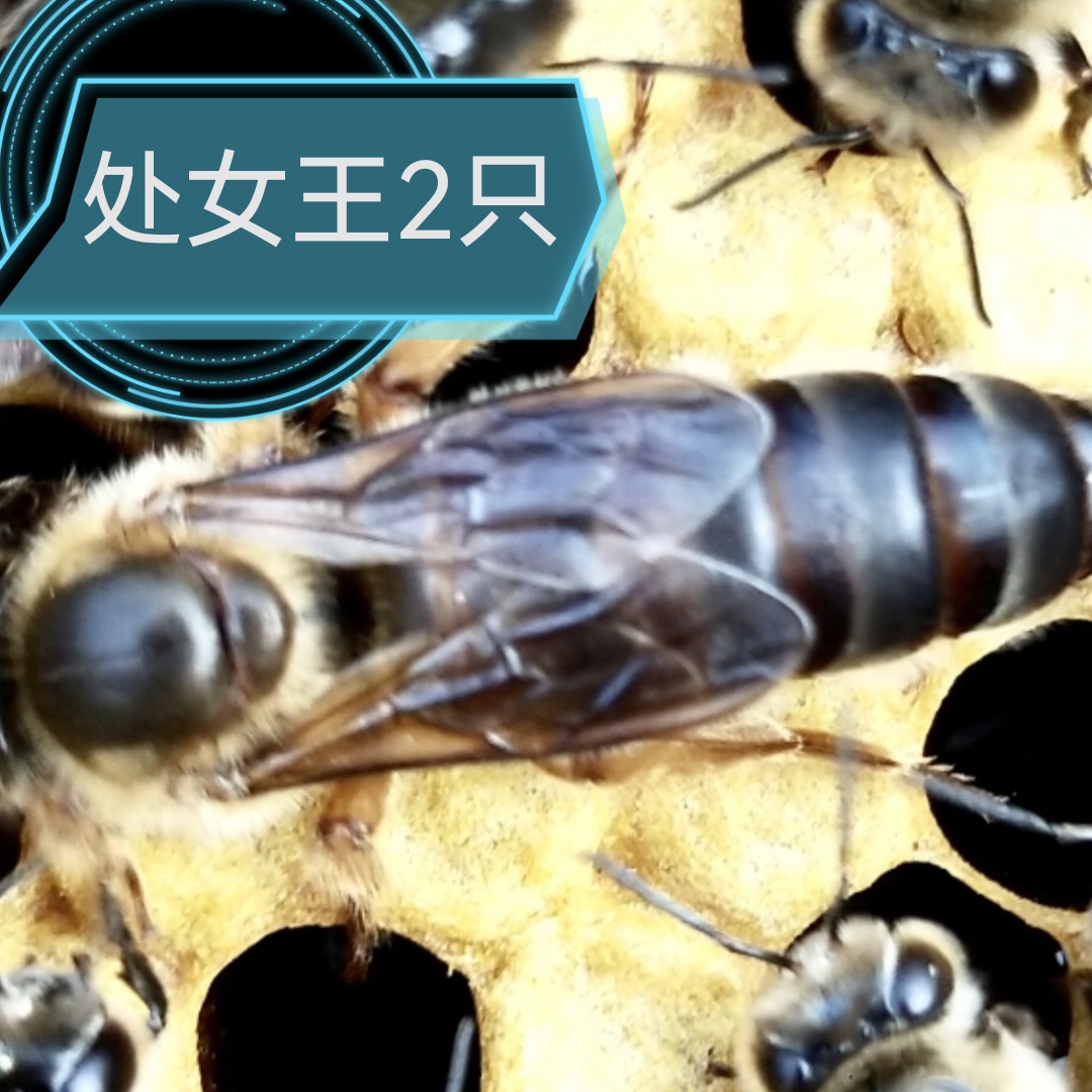 中华蜜蜂人工育王处女王蜂王蜂种吴王