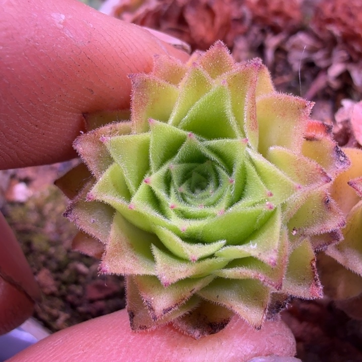 HD162  飞天侧芽量拍