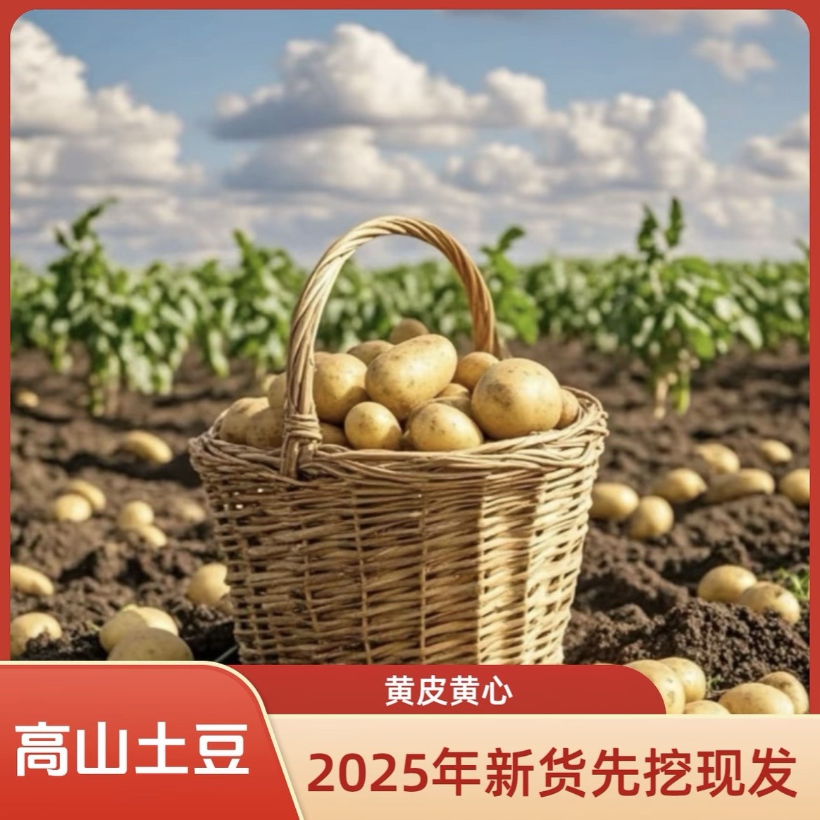 新鲜现挖黄皮黄心沙糯粉面土豆当季应季蔬菜