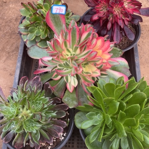 790多肉植物组合