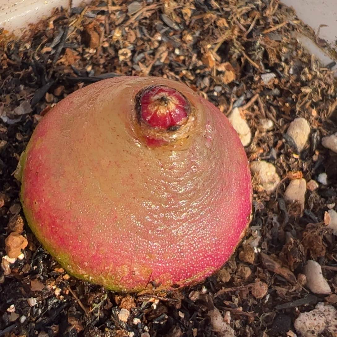 多肉植物百科251