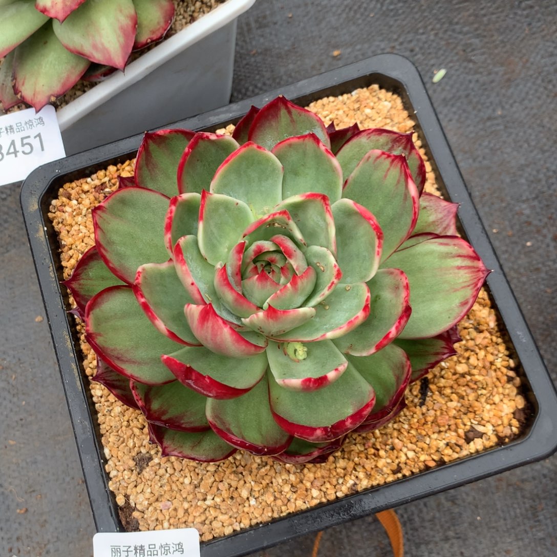 3452一物一拍14厘米不售后