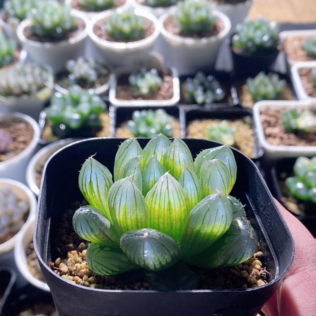 Y4玉露多肉植物多肉植物