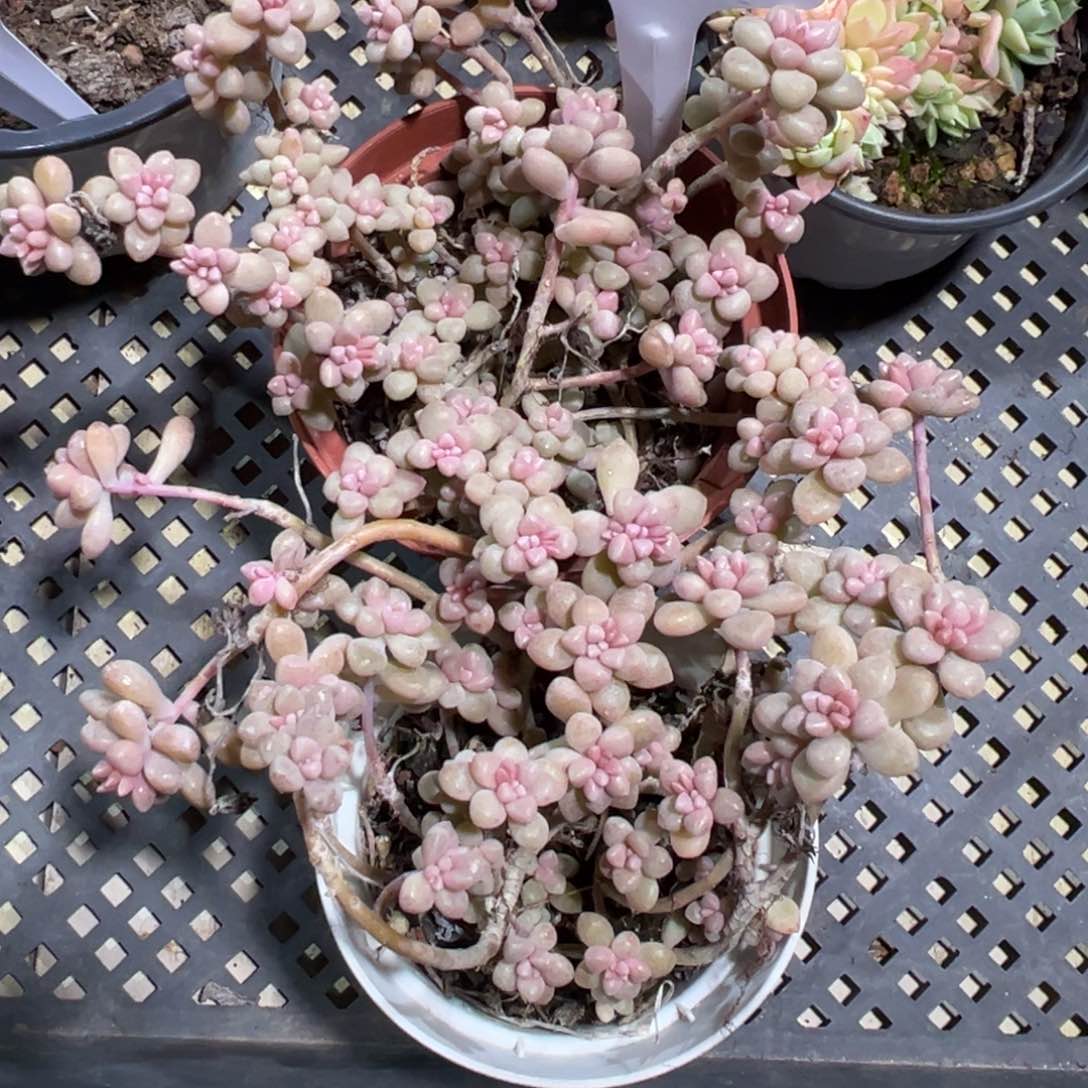 多肉植物多肉植物