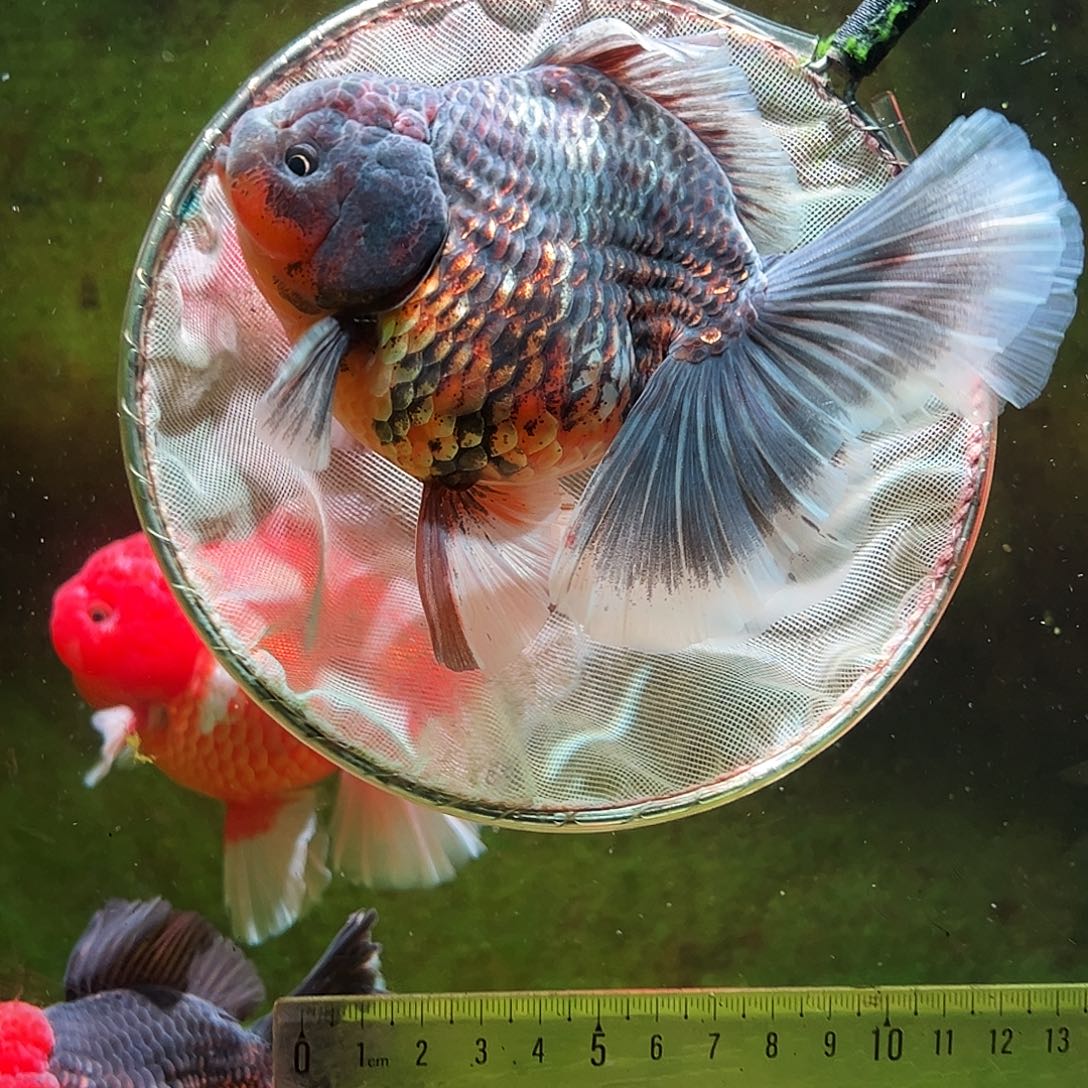 金鱼冷水金鱼百褶泰狮