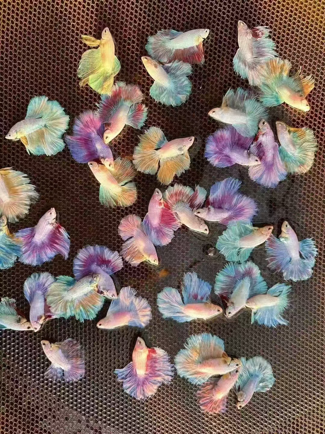 主播精选赛级婚纱斗鱼（精品1-50号）直播链接直播选鱼