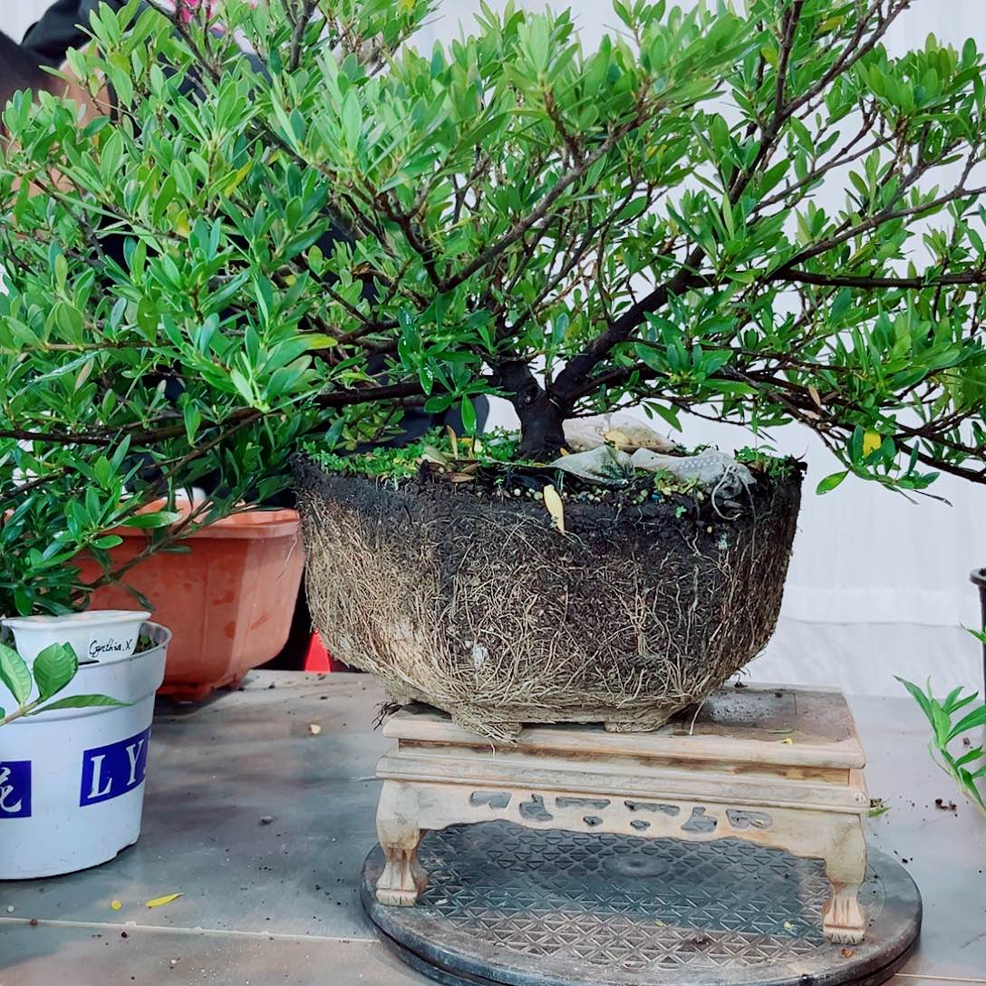 浮***生秋蝉栀子花花花花