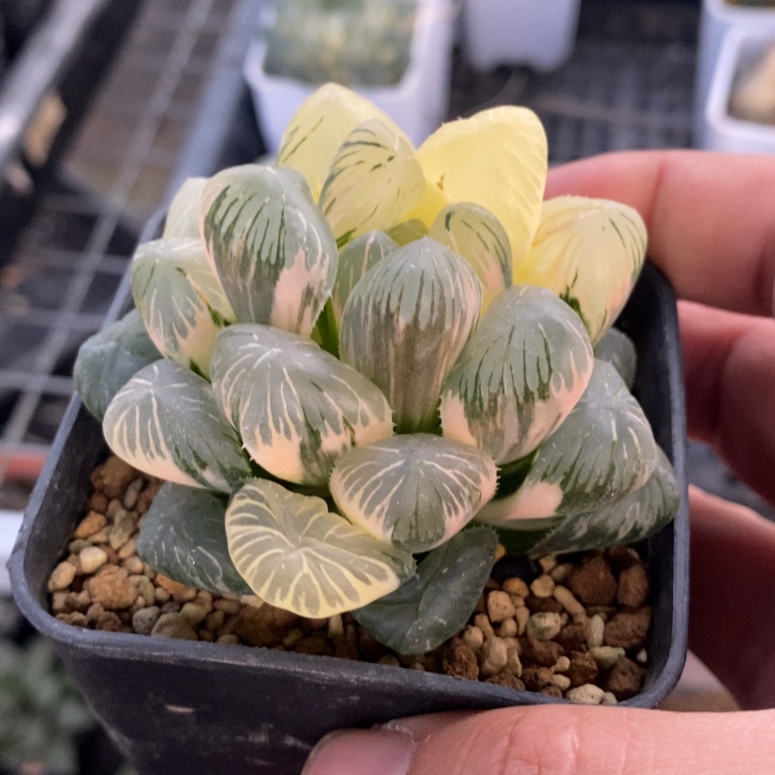 一颗大眼珠子玉露锦 开播福利