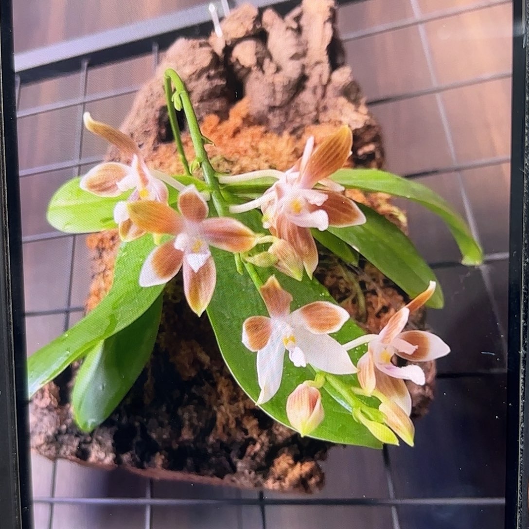 大部分花苞少量开放