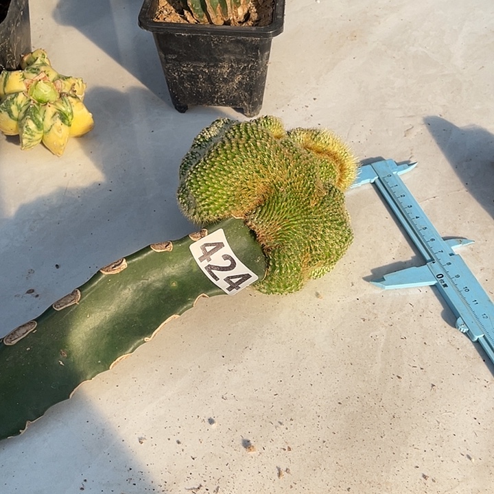 424号仙人球一棵缀化