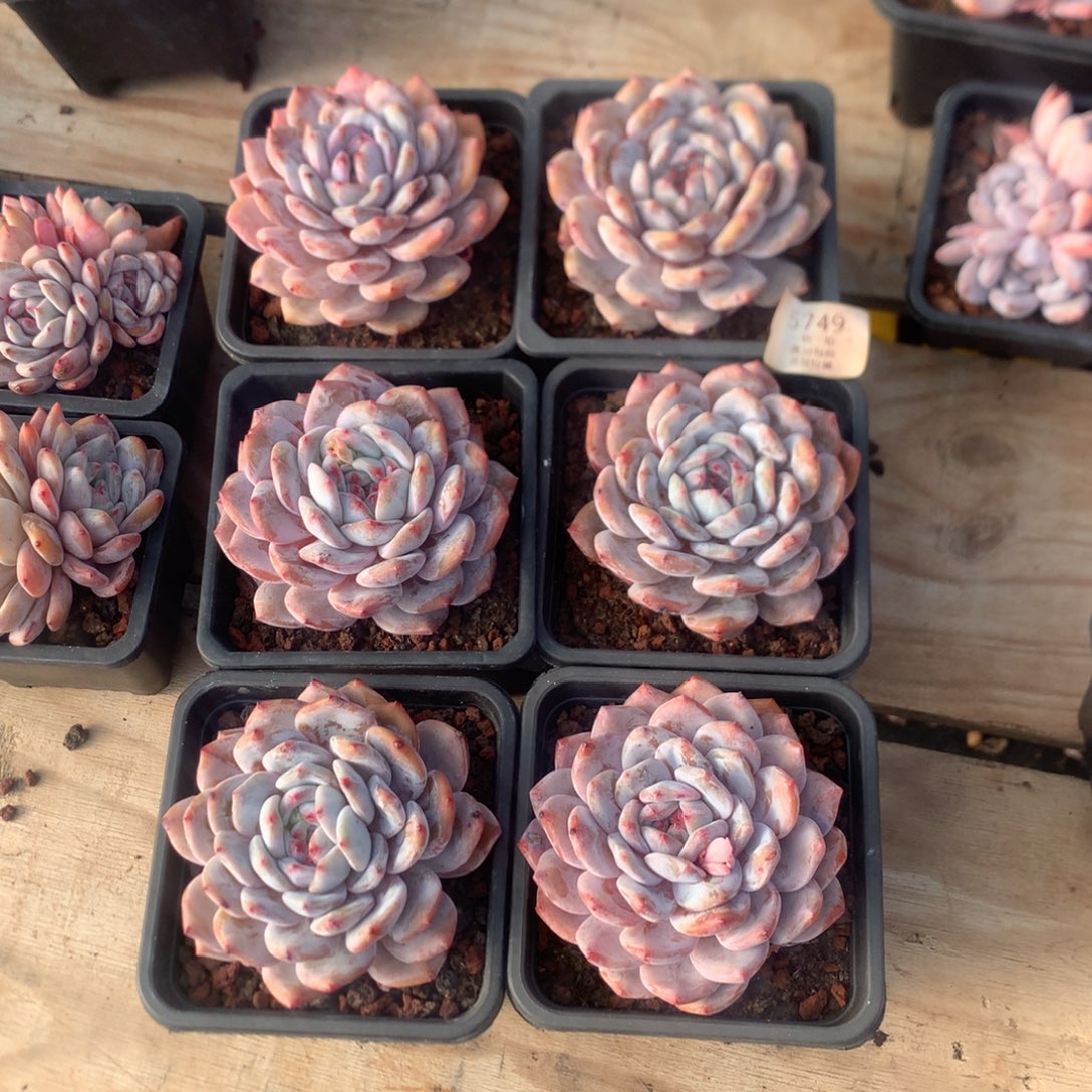 10厘米溏心橙子 六棵 5749