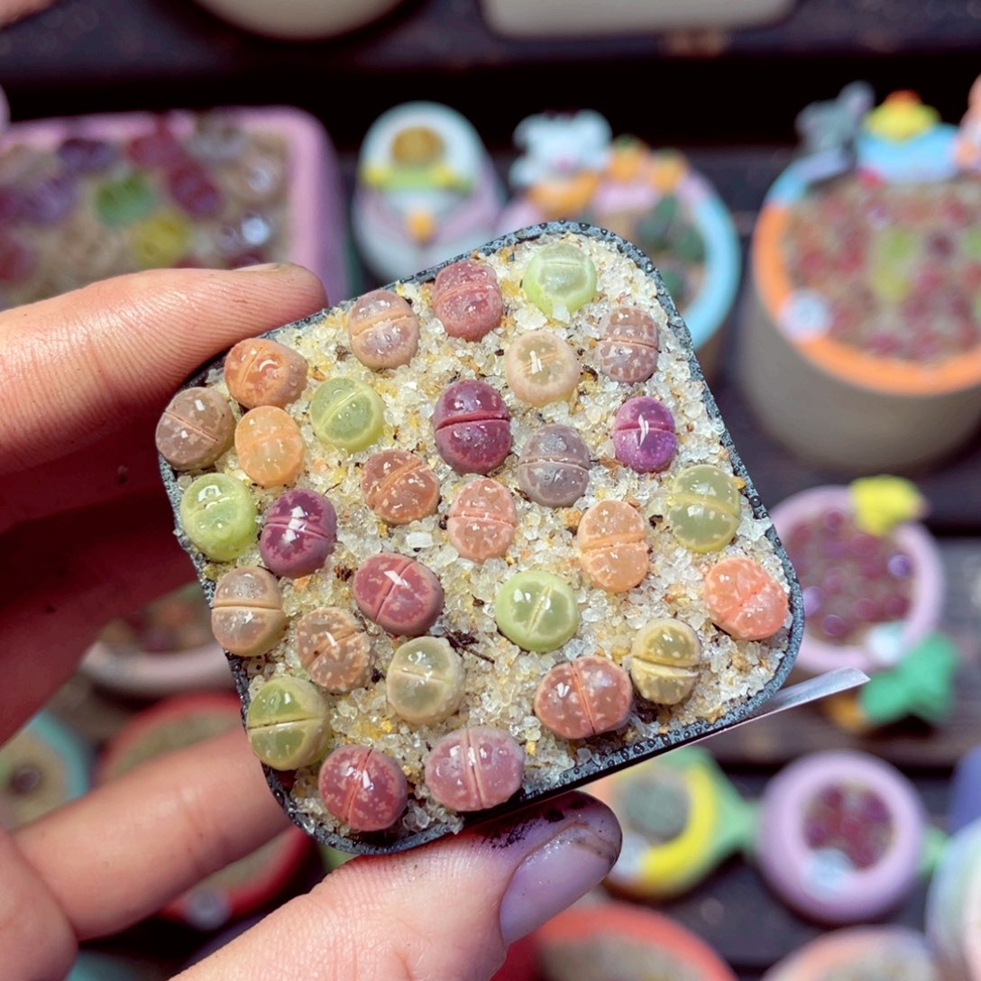 173生石花带盆发1