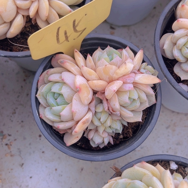 健健康康平平安安