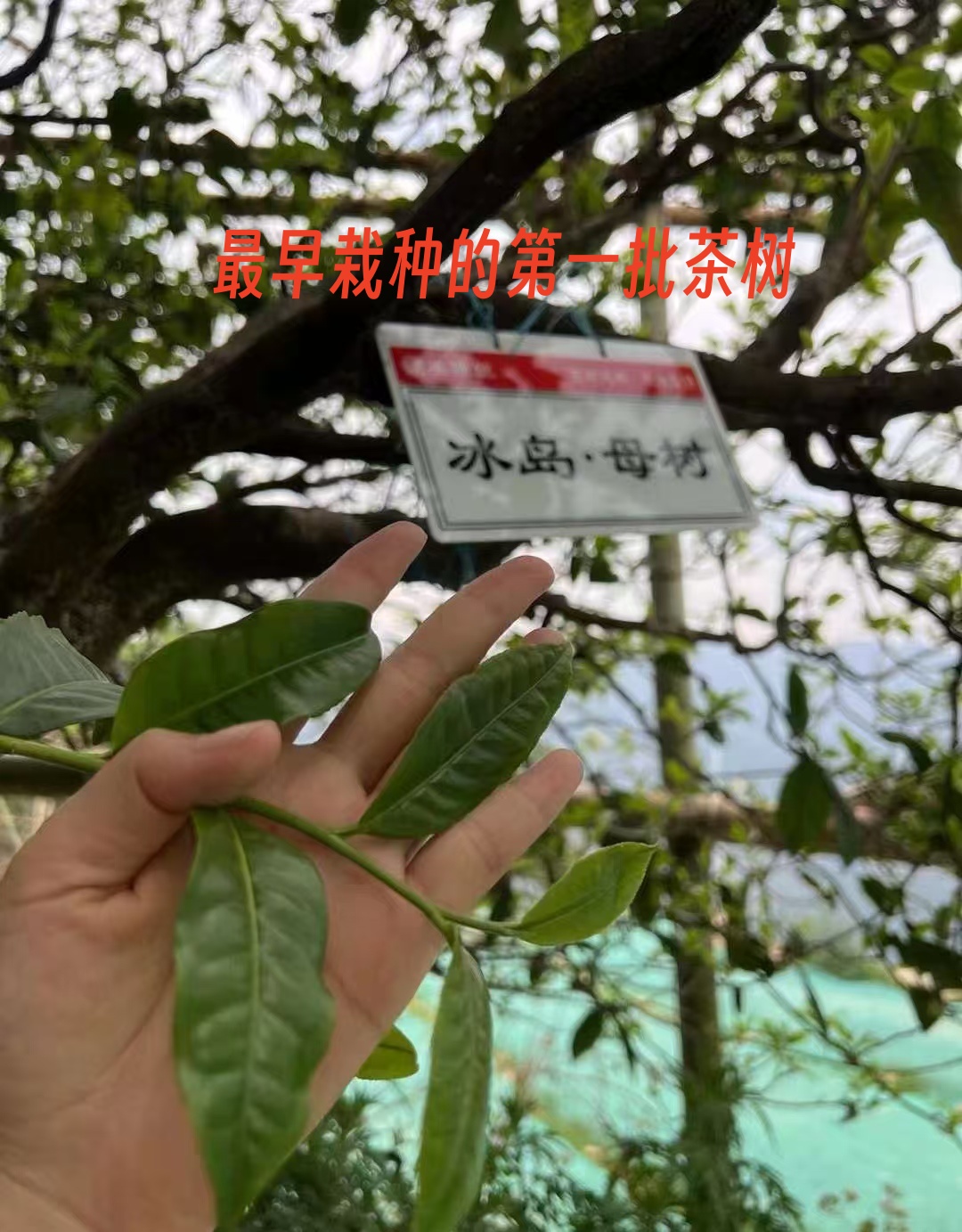 首购限抢20份！一泡千金！冰岛南迫母树/白玉兰花香/蜜香/山野韵味