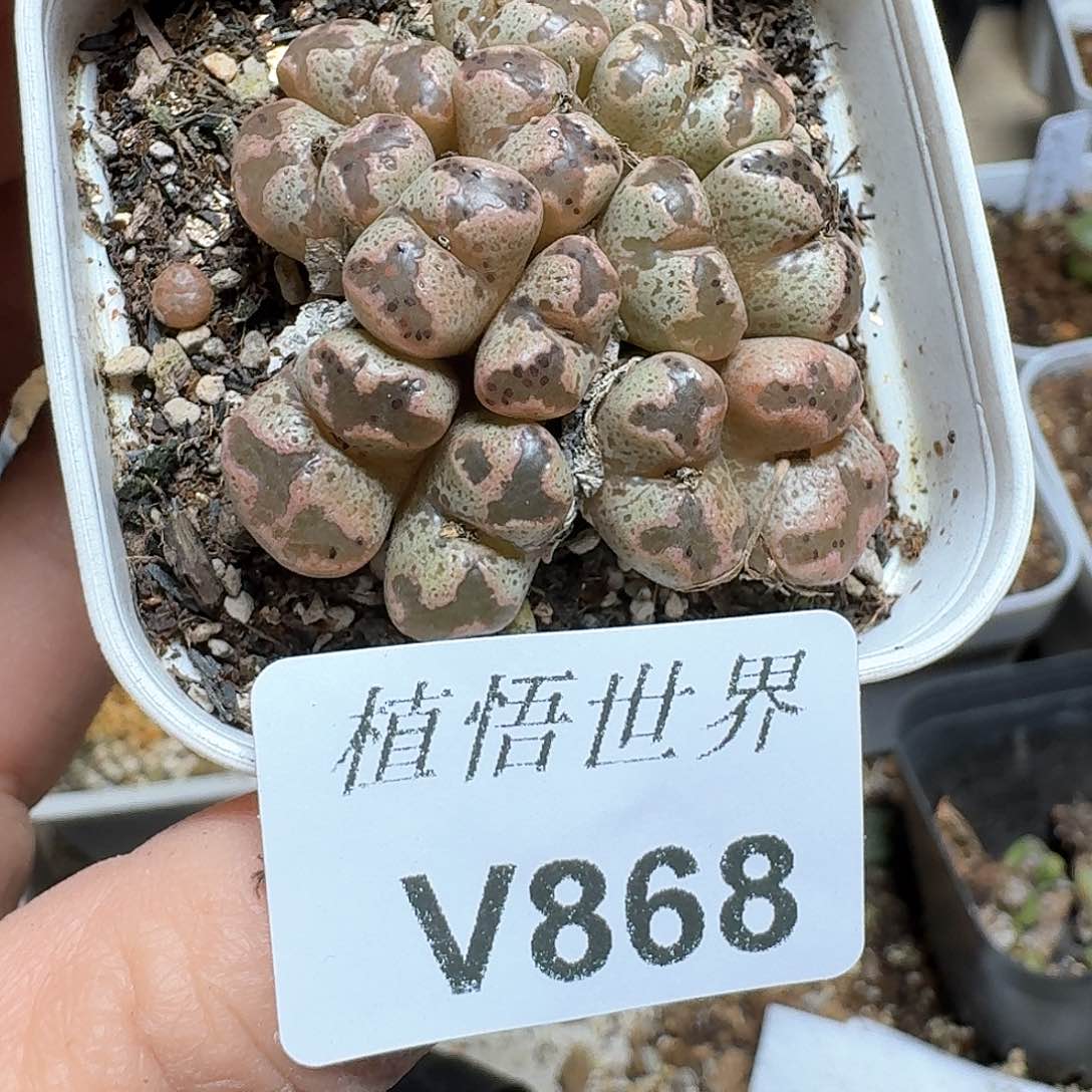 868盒多肉植物哇f f