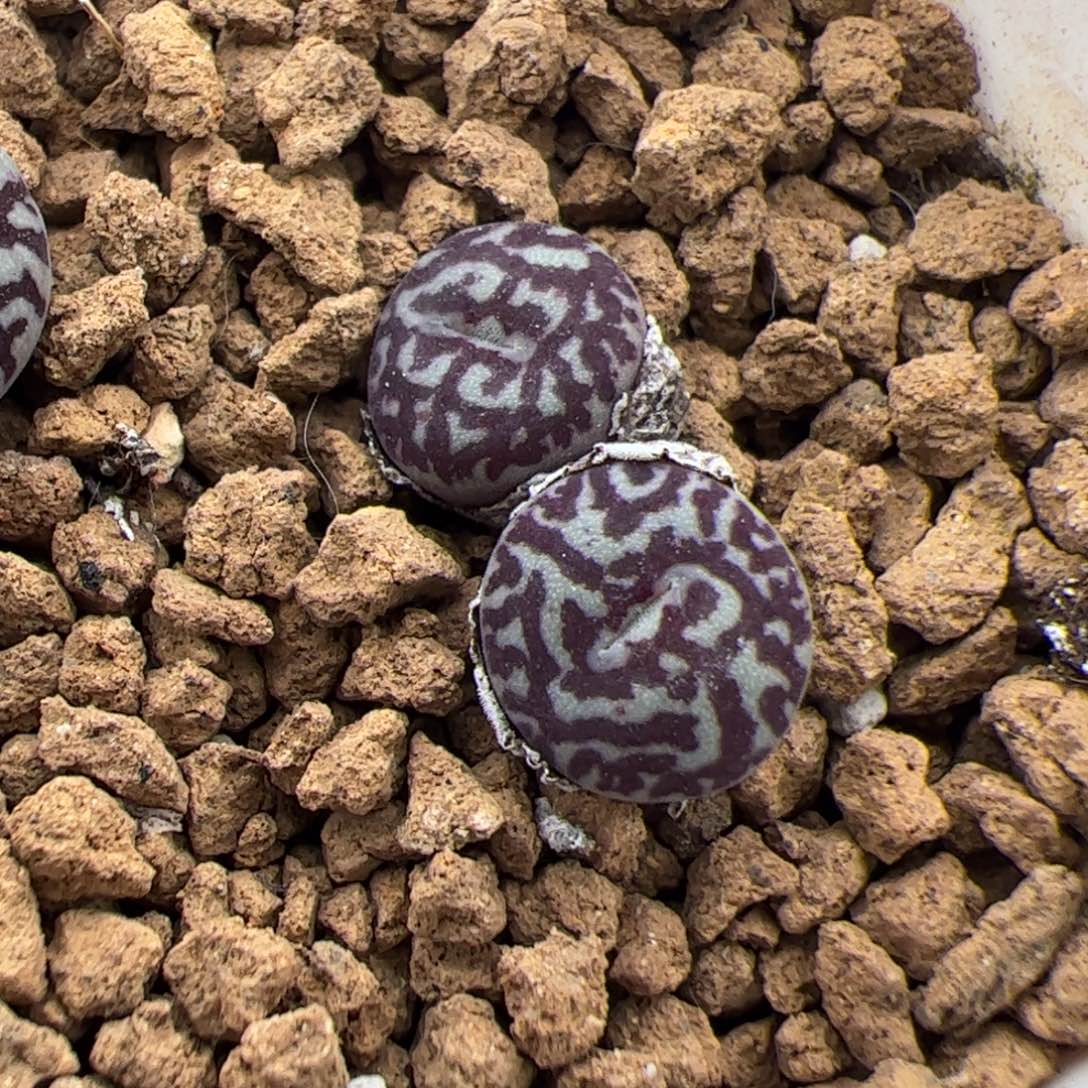 095号墨 多肉植物