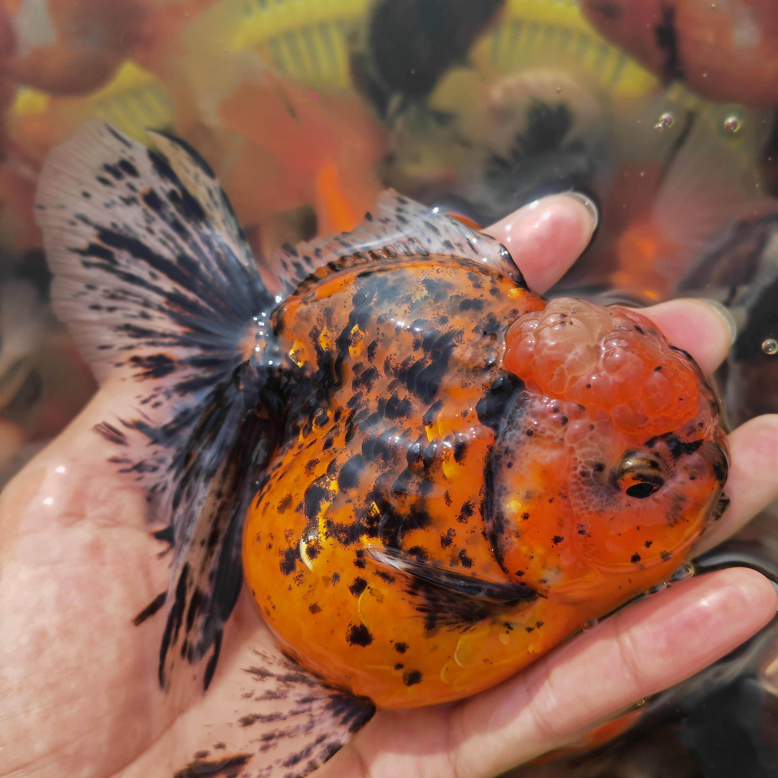 金鱼百褶将军玛丽泰狮运费