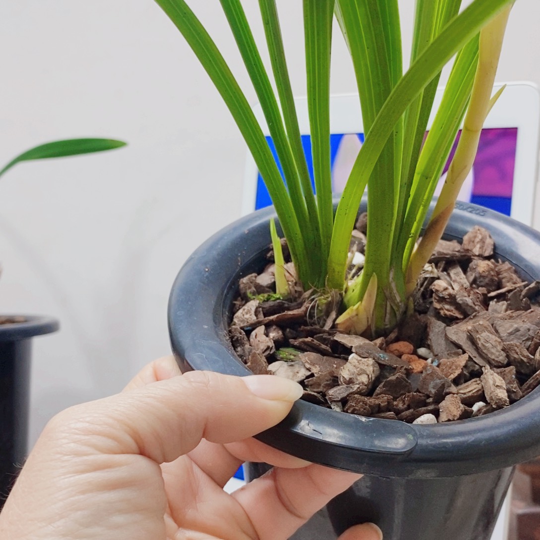 雷***老当前无花栽培后可以开花