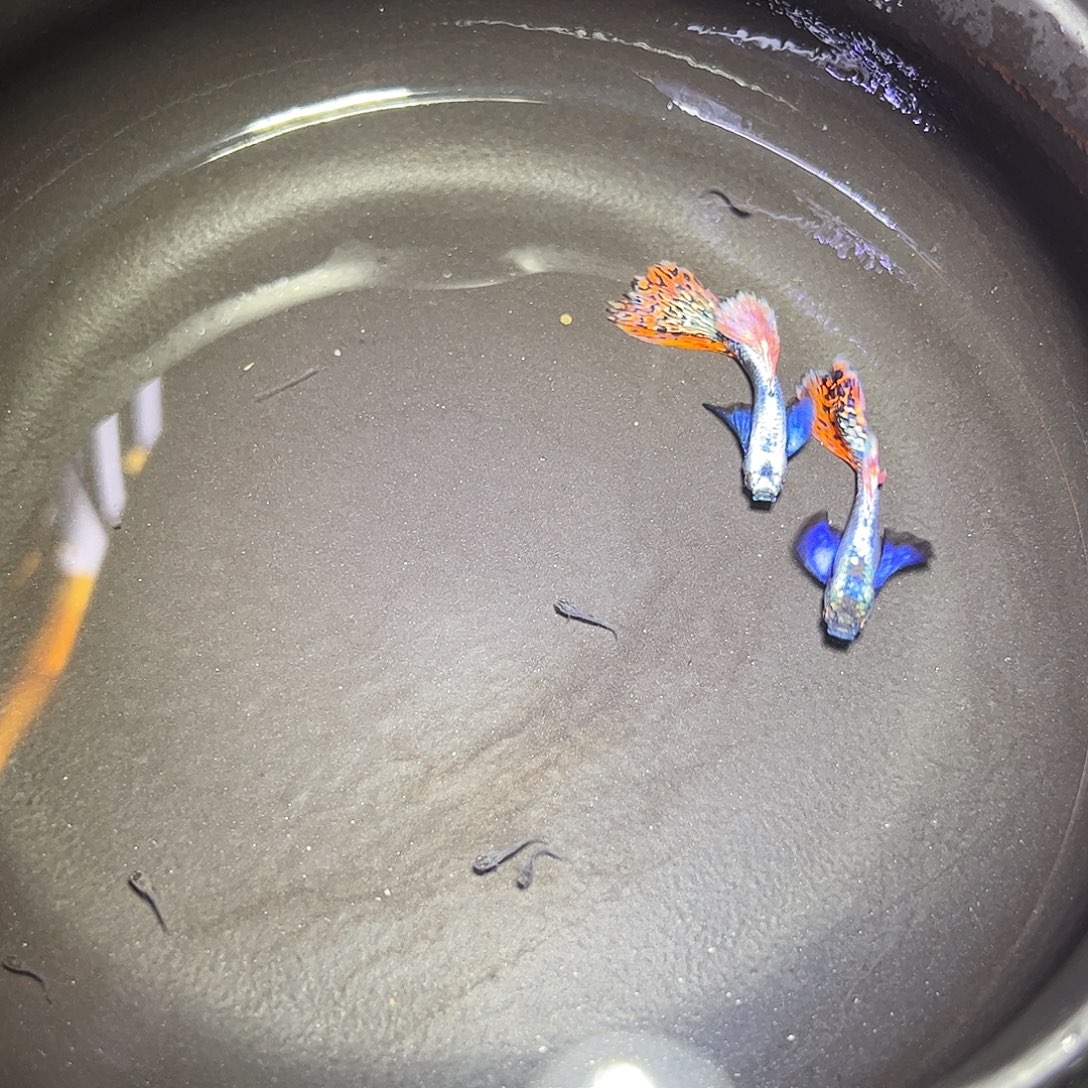 孔雀鱼马赛克种鱼2对