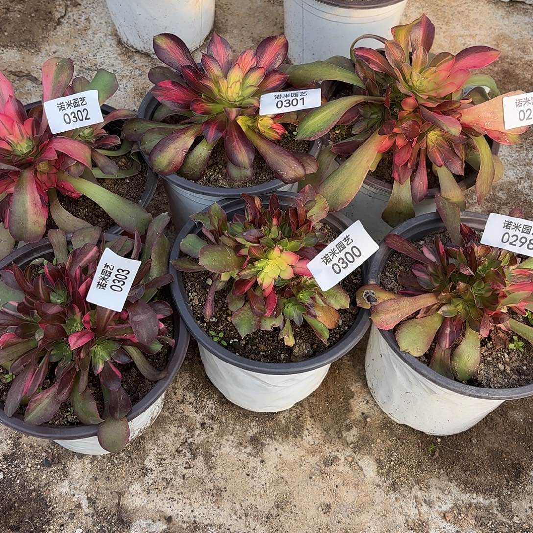 唯***少七彩六颗多肉植物298-303