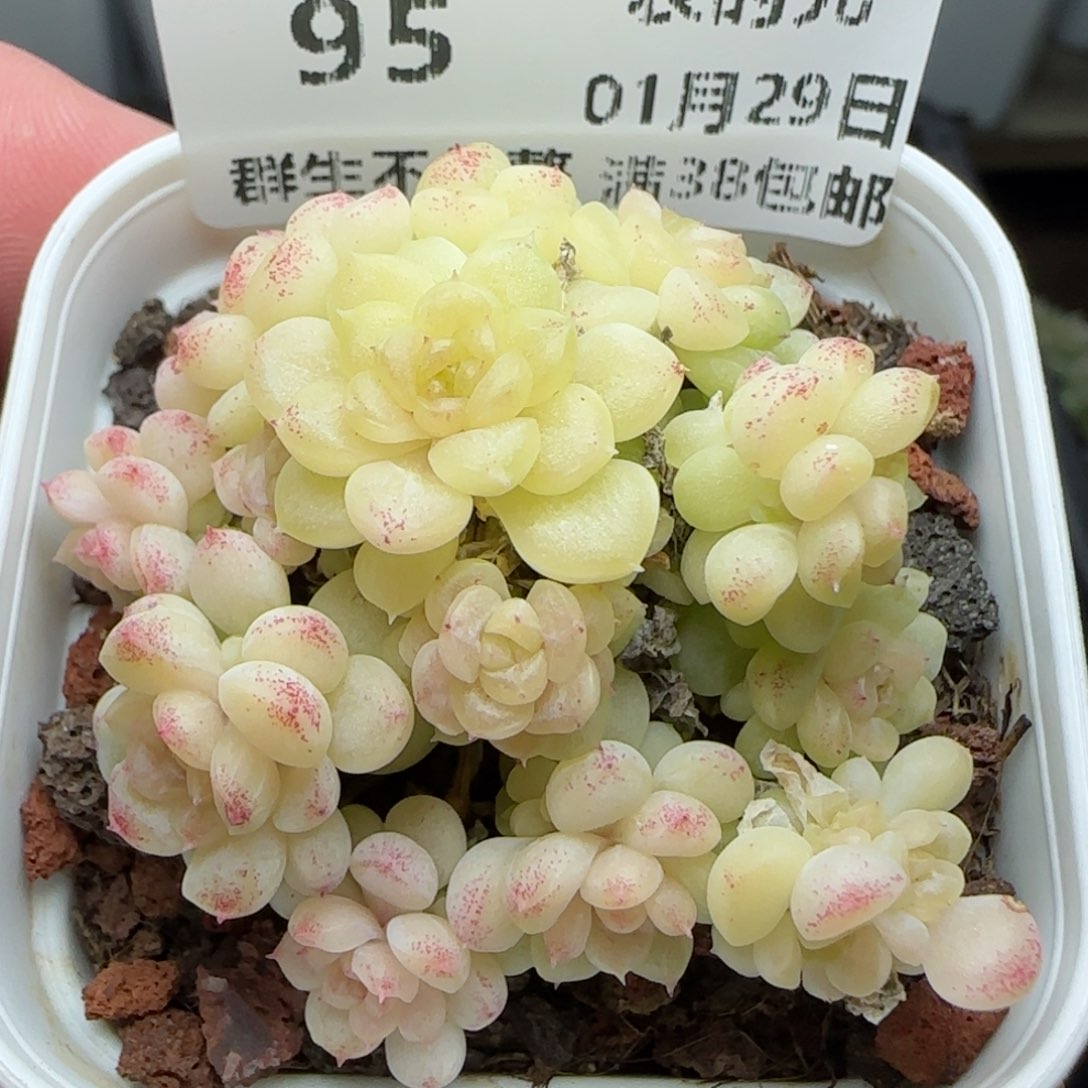 0129-95（HT-67）麦秆