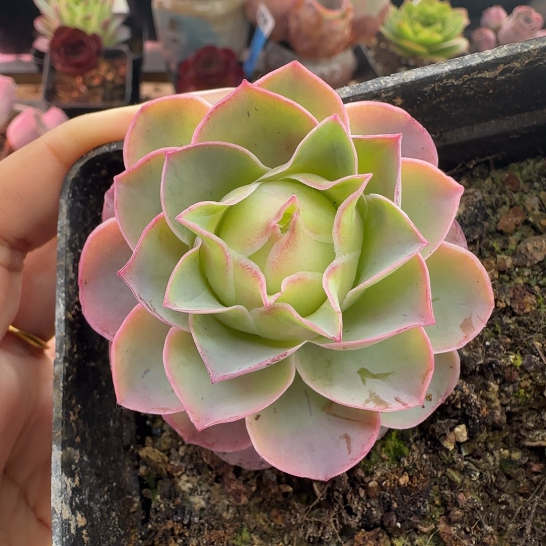 L441半城玫瑰紫月