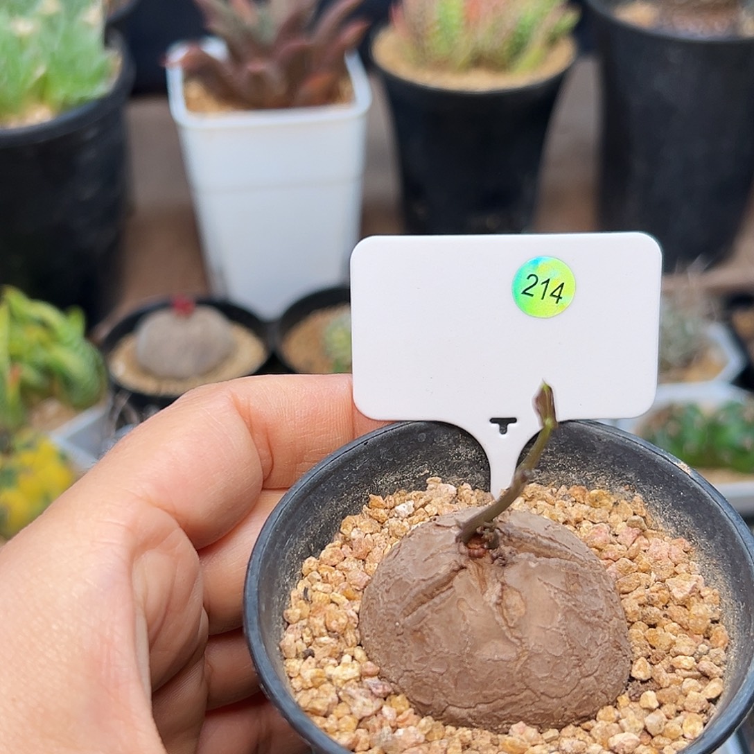 龟甲龙实生球带盆发货