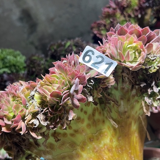 房***店多肉植物一个斑斓缺枝621