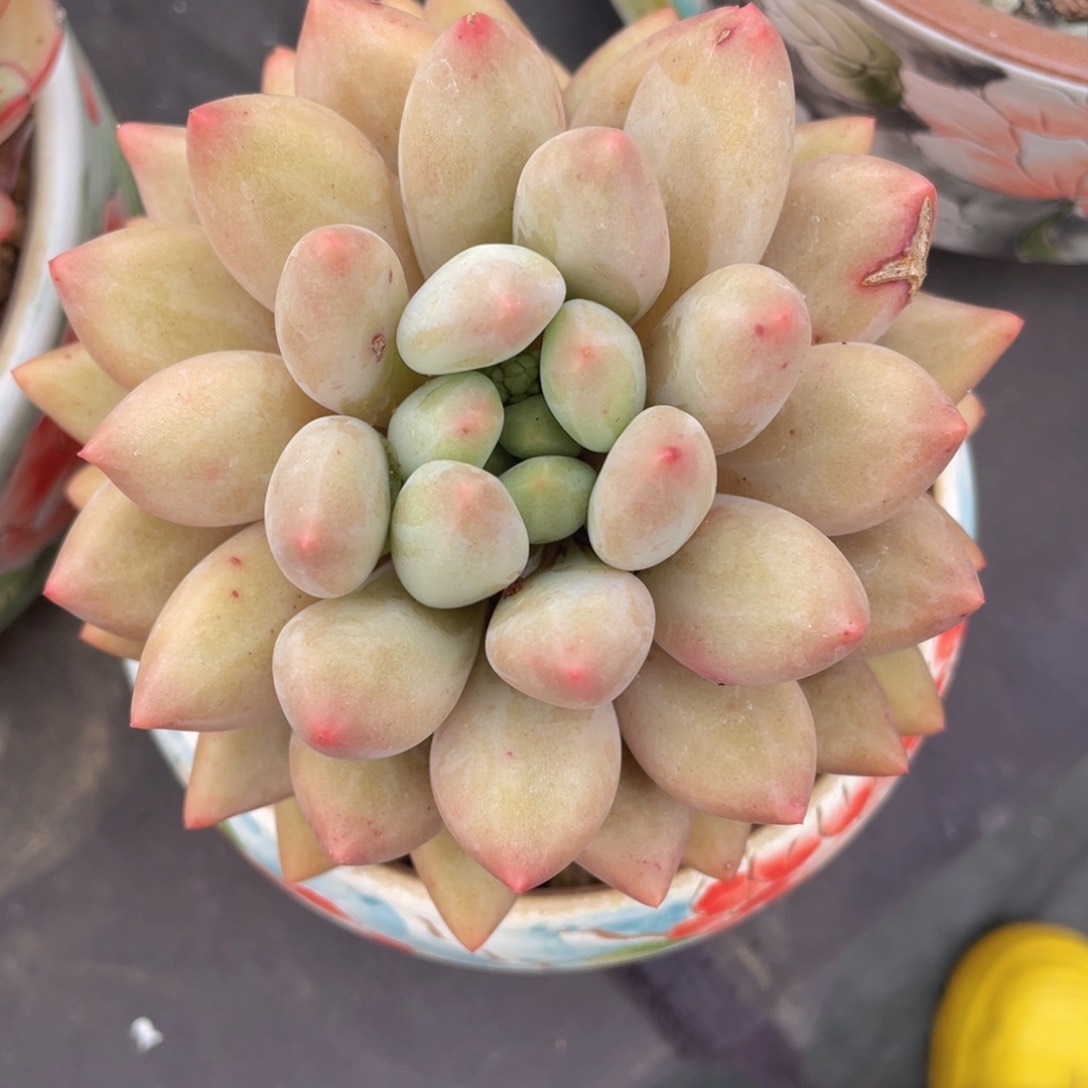 单头玻璃球（控养）