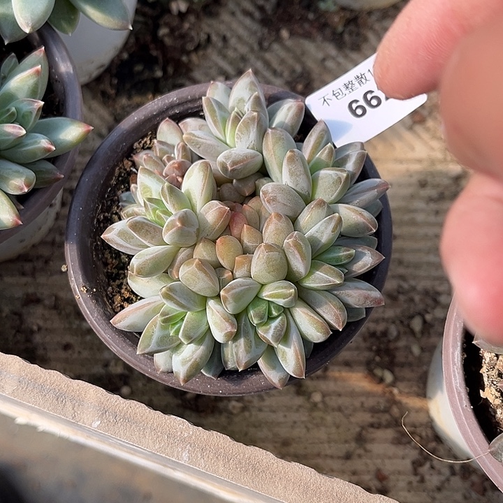 阿雅园艺。    662