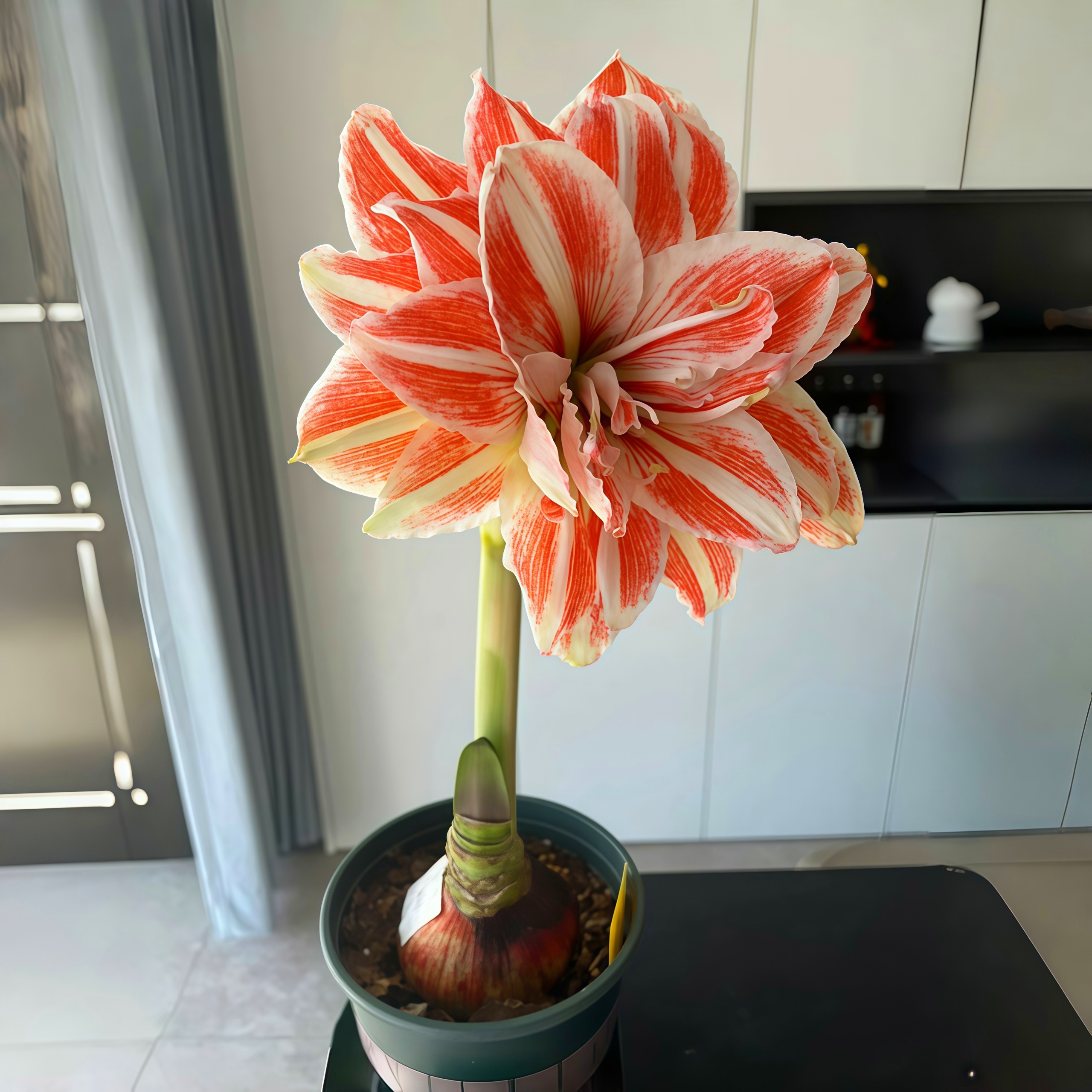 进口朱顶红室外绿植盆栽室内花卉大全种球室内绿植植物【常年开花】