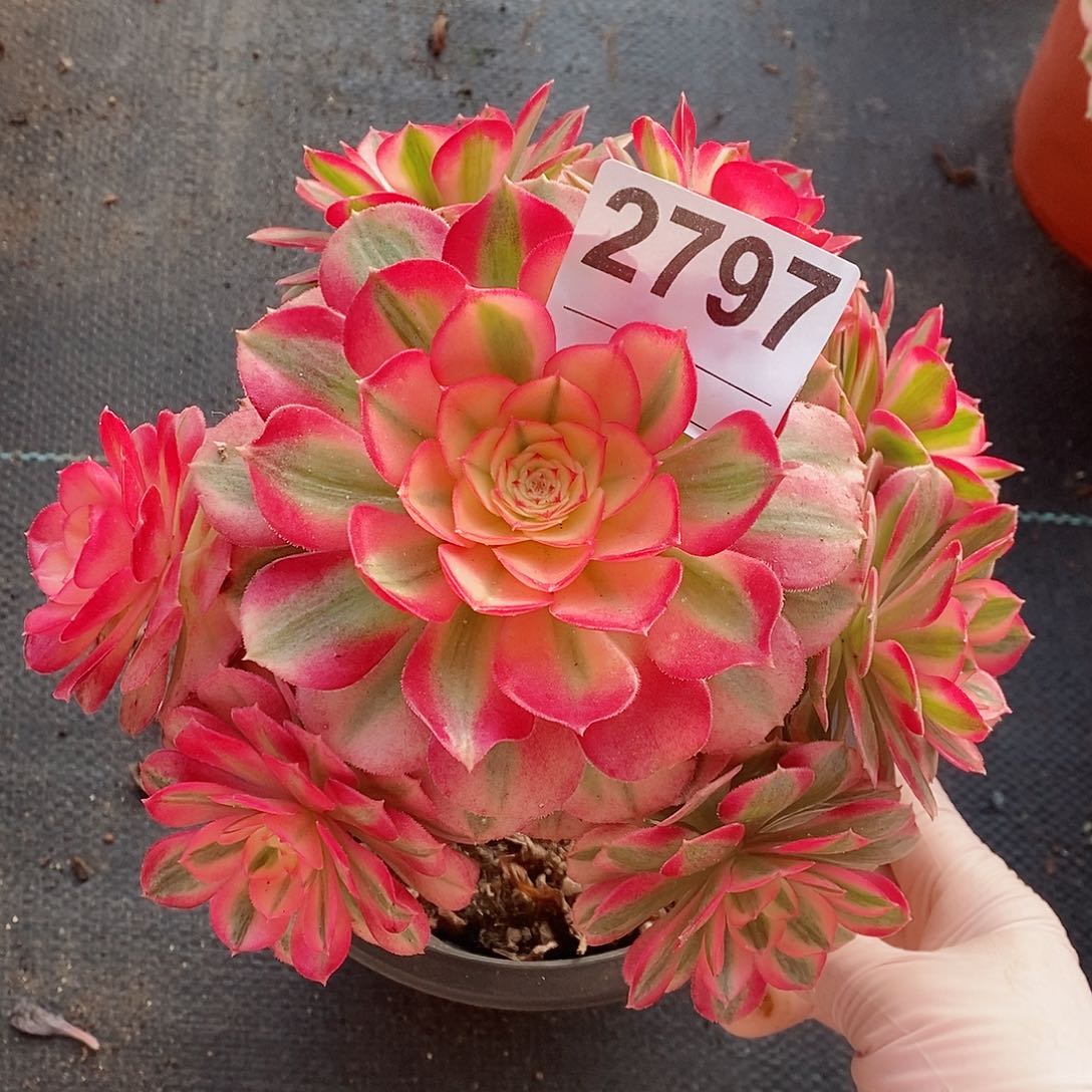 红陶2797倾城3冠16.7