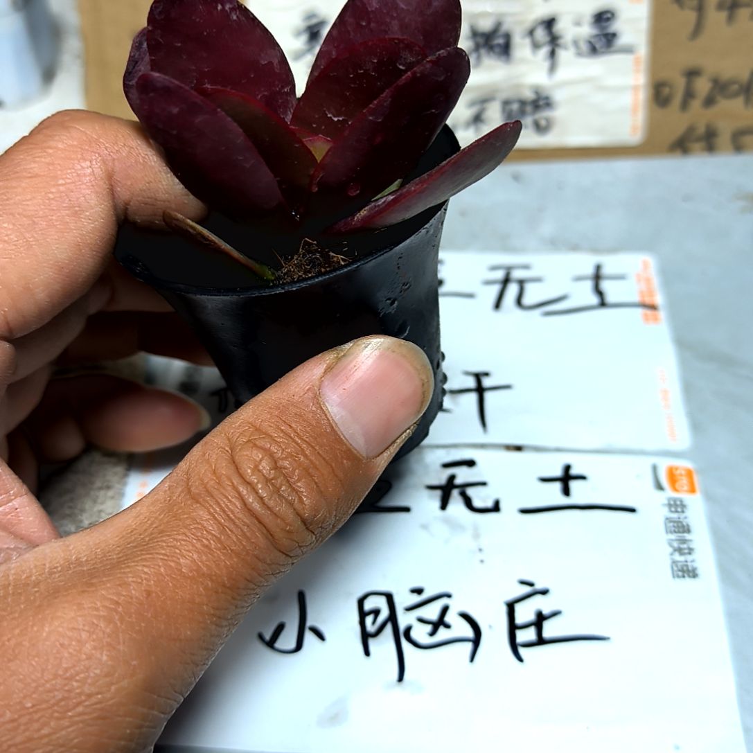 满6元包邮，紫蝶俩颗