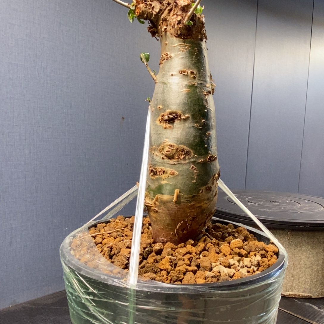 7***8哈比西尼产地熟桩带盆发货