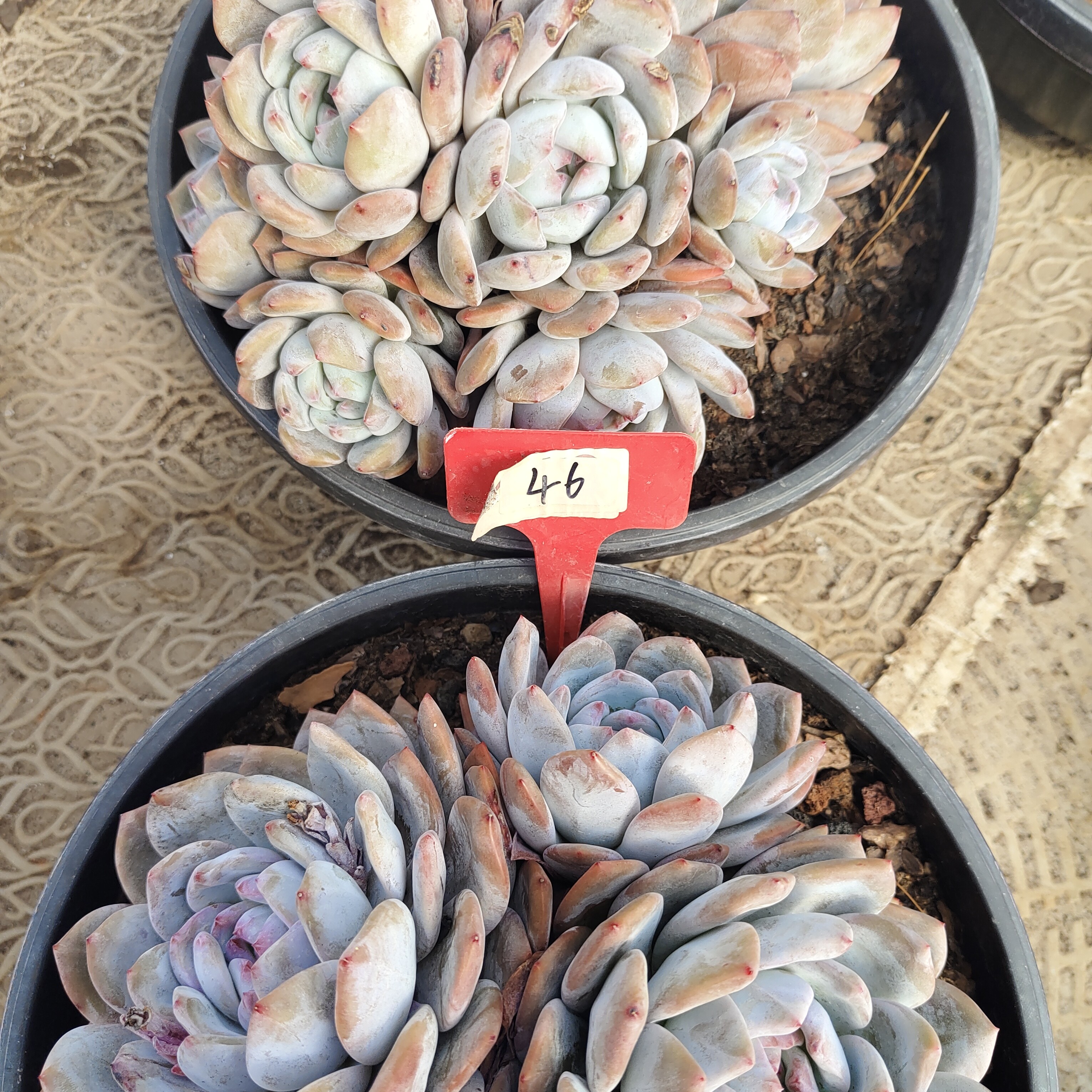 多种款式多肉植物脱土发货46号瑕疵除黑腐化水不退不换两颗