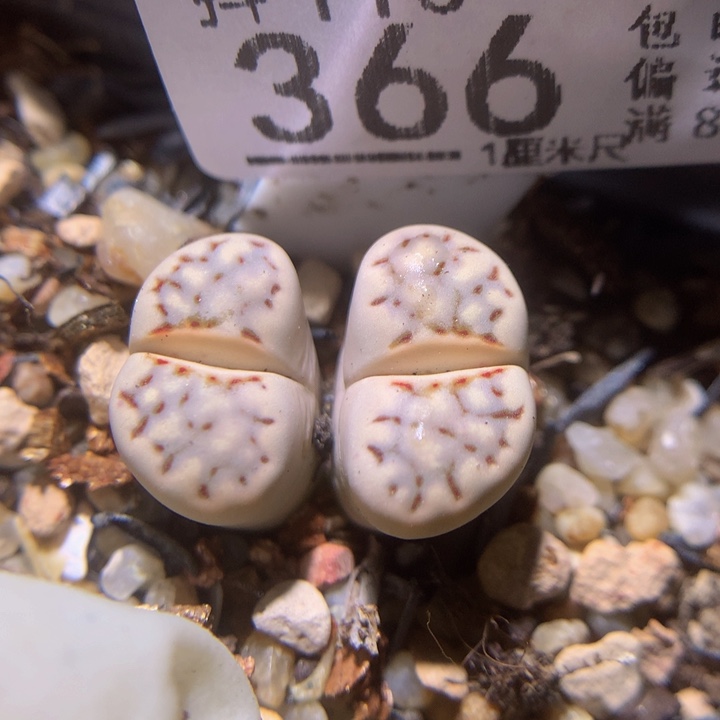 精品生石花113.336