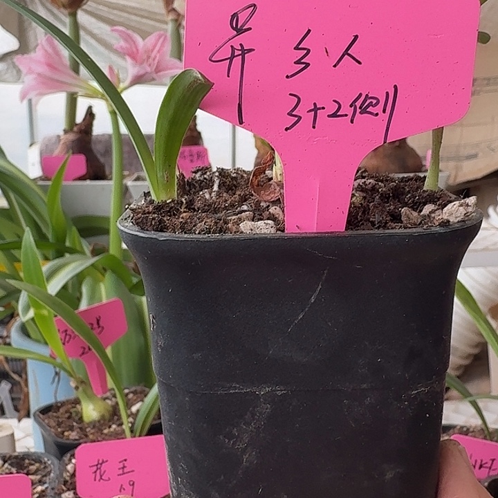 无花朵异乡人朱顶红直径3加2侧