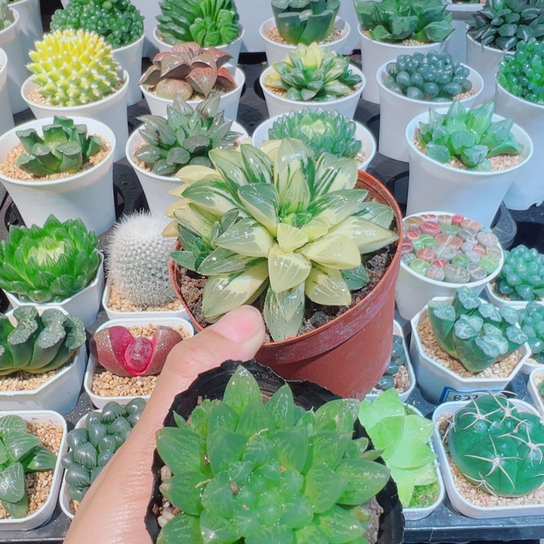 姬寿锦、雪花玉露、．