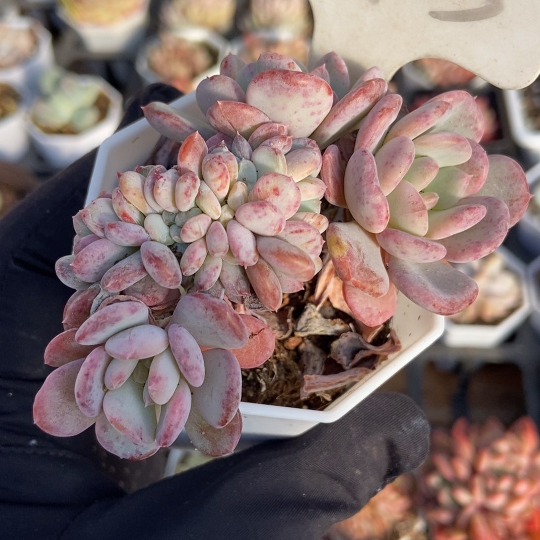 993粉珍妮缀多肉植物