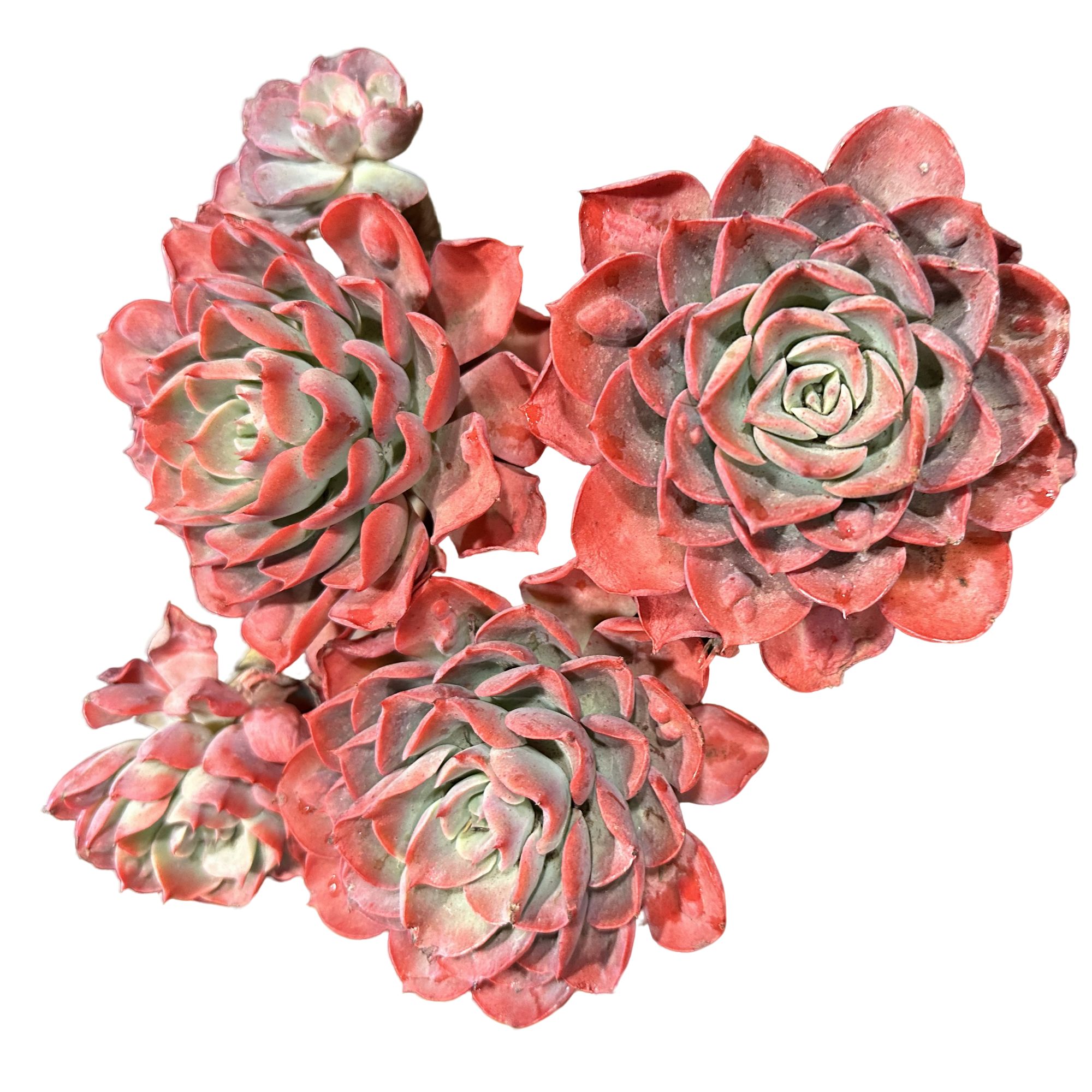 精品多肉植物 雨滴  拍一发二