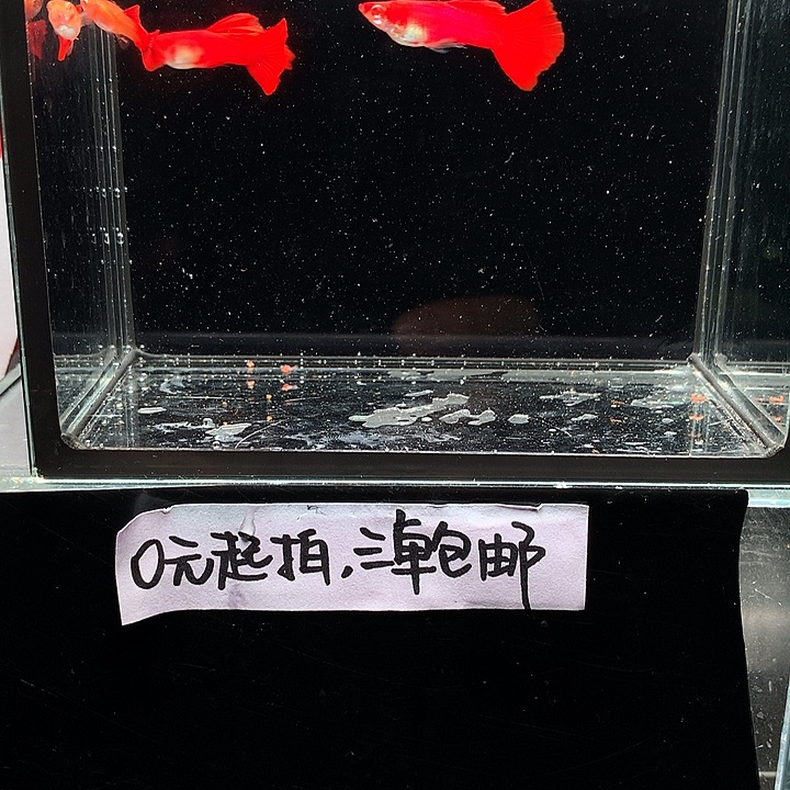 孔雀鱼血红小圆尾两公两母