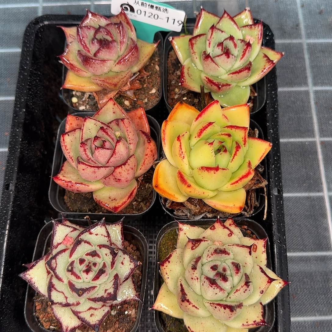 从前慢花园精选0120-119